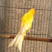 قناری طلایی نر|پرنده|قزوین, |دیوار