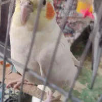 چند جفت عروس هلندی|پرنده|فامنین, |دیوار