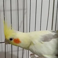 عروس هلندی نر تازه از لک دراومده|پرنده|ابهر, |دیوار