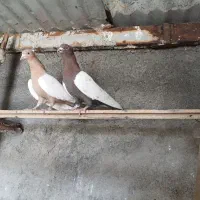 چهارجفت کفتر رنگ باهم کفتر نگهداشتن وبه دردبخور