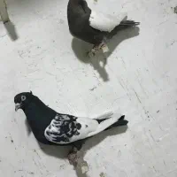 کفتر سینه