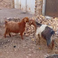 ۲راس بز|حیوانات مزرعه|مشکان, |دیوار