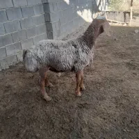 فروش قوچ چینی