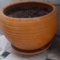 گلدان خیلی بزرگ سفالی باخاک