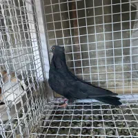 ۲ جفت نرو ماده سبز کاکلی قرمز دم پولکی سرخ بشرط