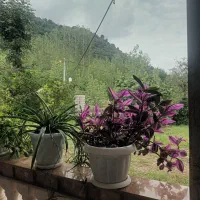 ویلا اجاره ای روزانه ماسال تنیان