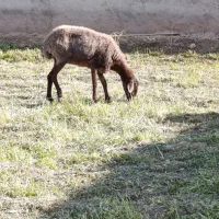 میش بدون بره