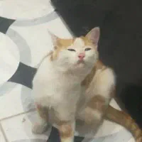 حامیان حیوان معلول