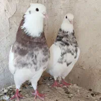 کبوتر|پرنده|سنندج, |دیوار