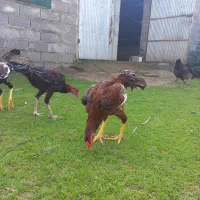 حیواناتمزرعه|حیوانات مزرعه|رشت, آتشگاه|دیوار