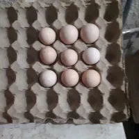 تخم مرغ نطفه دار (تعداد محدود)
