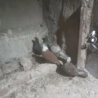 زاغ کرمانی