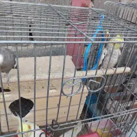 عروس هلندی