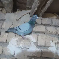 پلاکی|پرنده|بشاریات, |دیوار