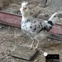 باسلام خروس ونیمچه وارگ گلین