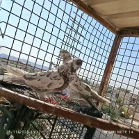 کفتر|پرنده|بندرعباس, |دیوار