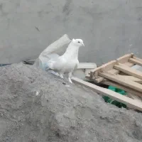 کفتر تهرانی