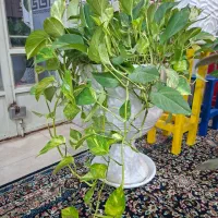 حراج گلدان و چهارپایه های رنگی ۶۰۰ و ۵۰۰|گل و گیاه طبیعی|یزد, |دیوار