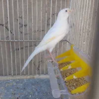 قناری سفید طلایی مست