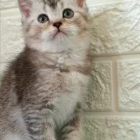 بچه گربه بریتیش سیلور