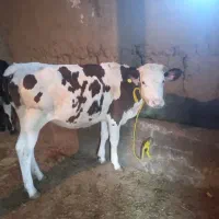 دوعددگوساله هایی سیمنتال