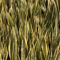 گل و گیاه سانسوریا و سانسوریا ابلق