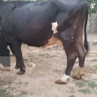 گاو هلشتاین