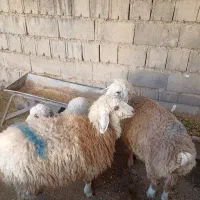 بره|حیوانات مزرعه|مانه, |دیوار