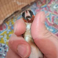 سهره ماده چونه