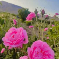 غنچه تر و خشک  گل محمدی