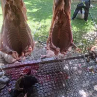 گوسفند صادراتی