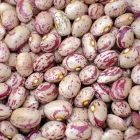 لوبیاچیتی|خوردنی و آشامیدنی|تهران, امام خمینی|دیوار