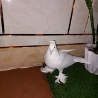 کبوترشهری چینی نریه پری|پرنده|گتوند, |دیوار