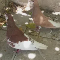 جفت شهری