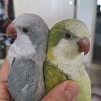 جفت راهب نر و ماده