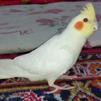 عروس هلندی نره سخنگو