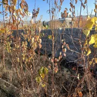 حدود ۵۰۰ نهال زردالو