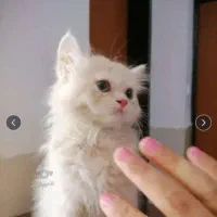 پرشین توله‌ها واگزاری