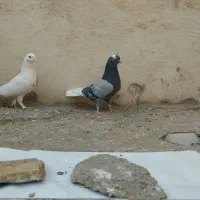 کفتر|پرنده|ری, سیزده آبان|دیوار