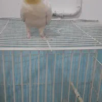 عروس هلندی نر دستی