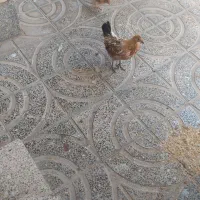 سه عدد مرغ جوان لری اصل با یک جوجه