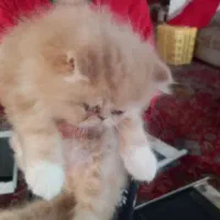 حیوان خانگی|گربه|ساری, |دیوار