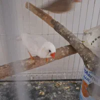 جفت فنچ مولد