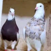 کبوتر