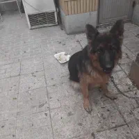 توله|سگ|ورامین, ورامین|دیوار