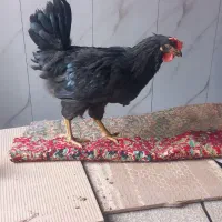 خروس سیاه محلی جوان چاق