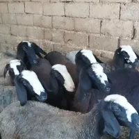 بره ماده و نر