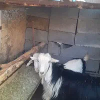 تیر بز تیشتر