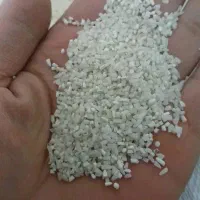 نیم دانه طارم هاشمی کشت۲