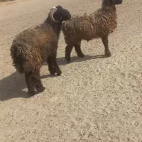 قوچ بختیاری|حیوانات مزرعه|شیراز, دوکوهک|دیوار